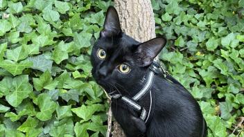 Buddy the black cat
