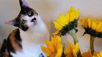 Cat Disco next to sunflowers