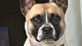 Stella dog